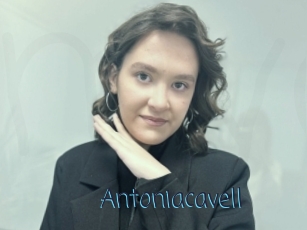 Antoniacavell